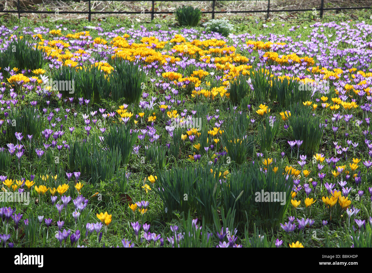 Tappeto di bulbi primaverili in fiore - mauve e giallo crockes, Regno Unito Foto Stock