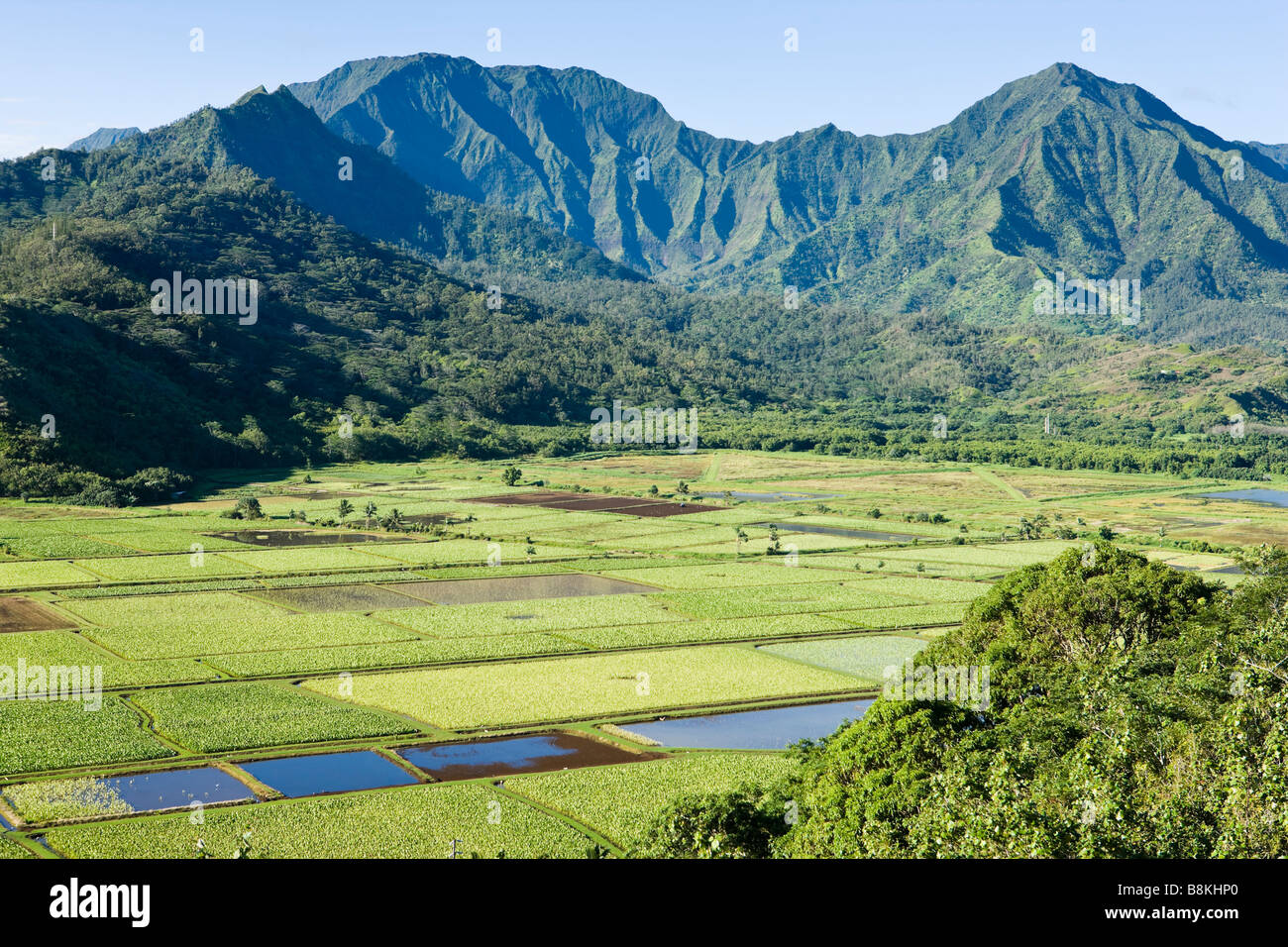 I campi di Taro lungo il fiume Hanalei Nord Kauai Hawaii USA Foto Stock