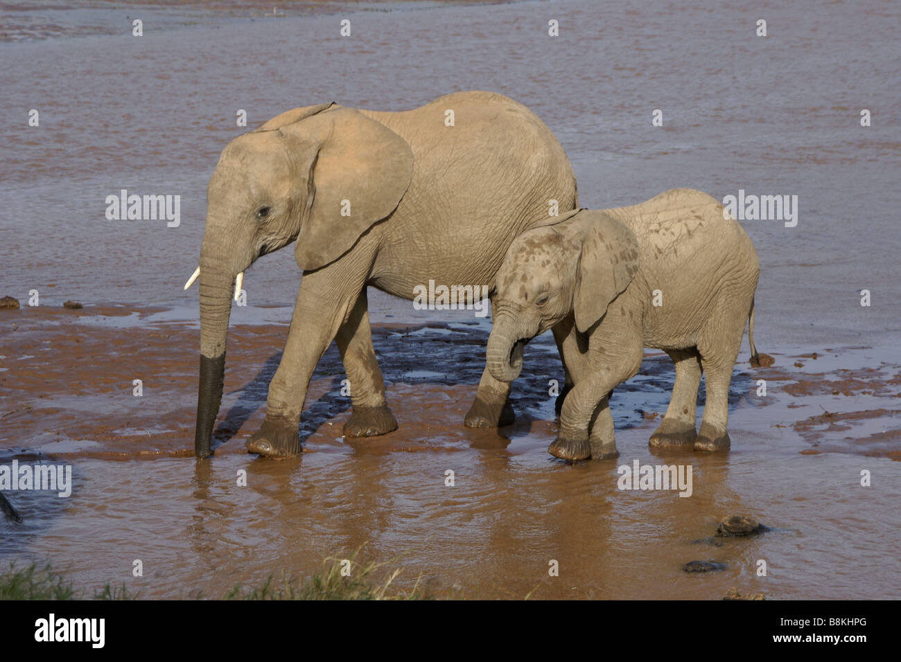 Femmina d'elefante e vitello bere nel fiume Samburu, Kenya Foto Stock