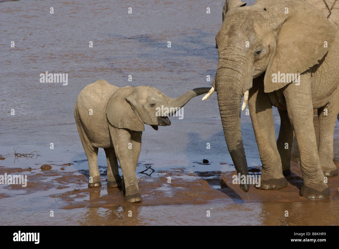 Elefante femmina con vitello in fiume, Samburu, Kenya Foto Stock