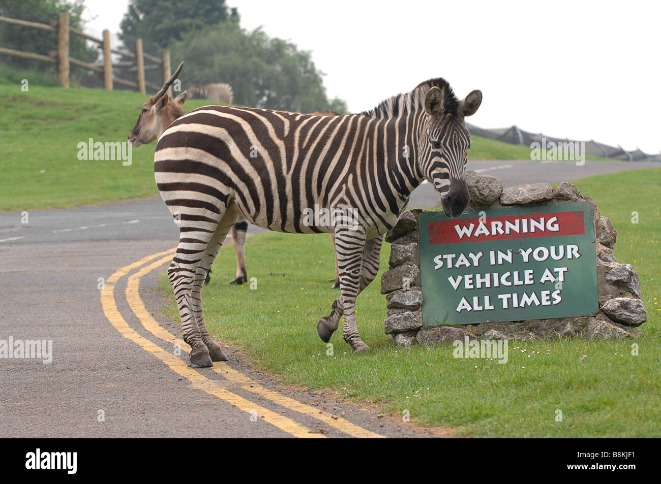 Zebra presso il West Midlands Safari Park nelle Midlands, Regno Unito Foto Stock