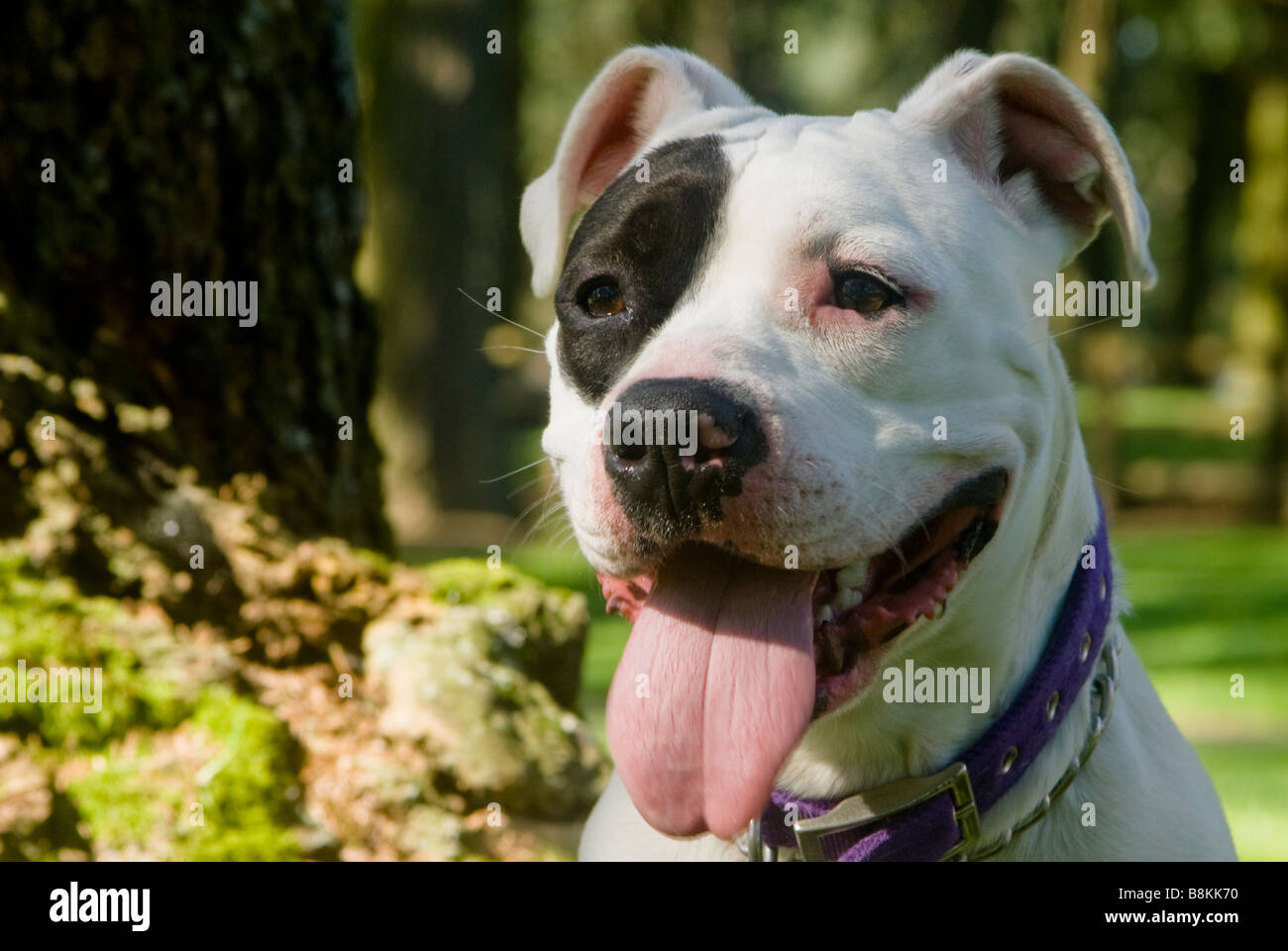 pit bull Croce Foto Stock