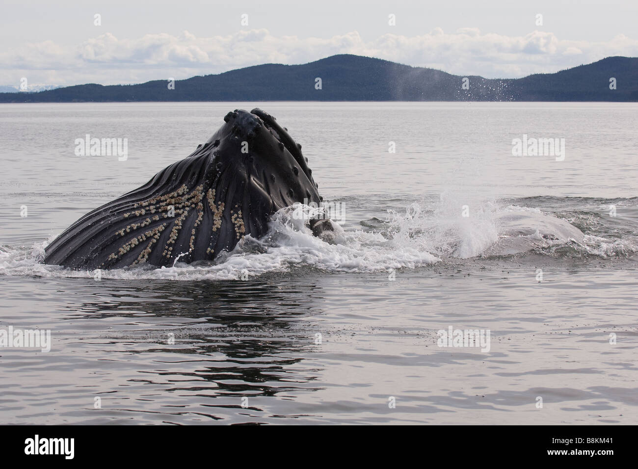 Affondo con alimentazione di Humpback Whale Megaptera novaeangliae in Alaska Foto Stock