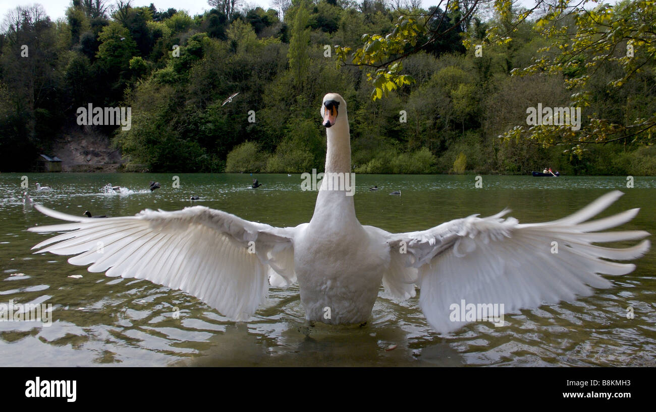 Swan con ali a tratto pieno, Swanbourne lago, Arundel, West Sussex Foto Stock