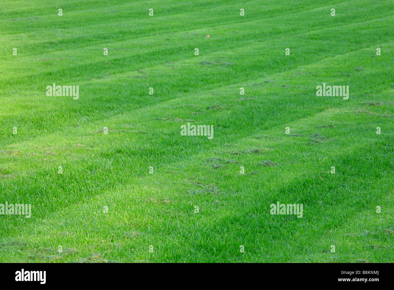 Fresca di erba tagliata Foto Stock