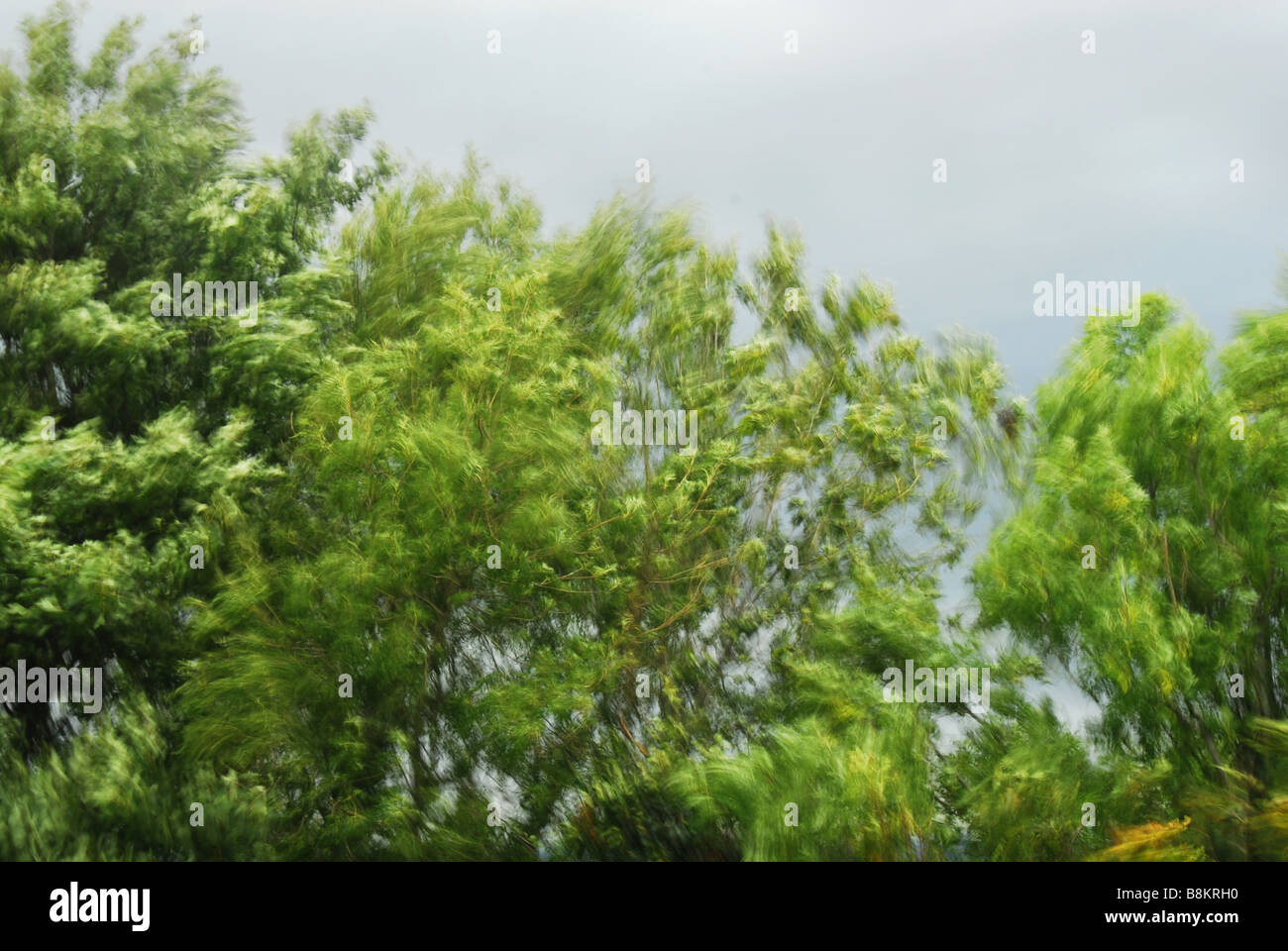 Il vento soffia a rami di alberi di circa Foto Stock