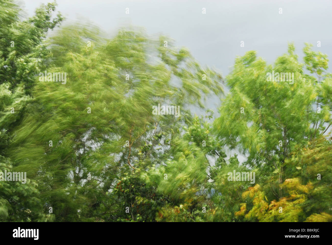 Il vento soffia a rami di alberi di circa Foto Stock