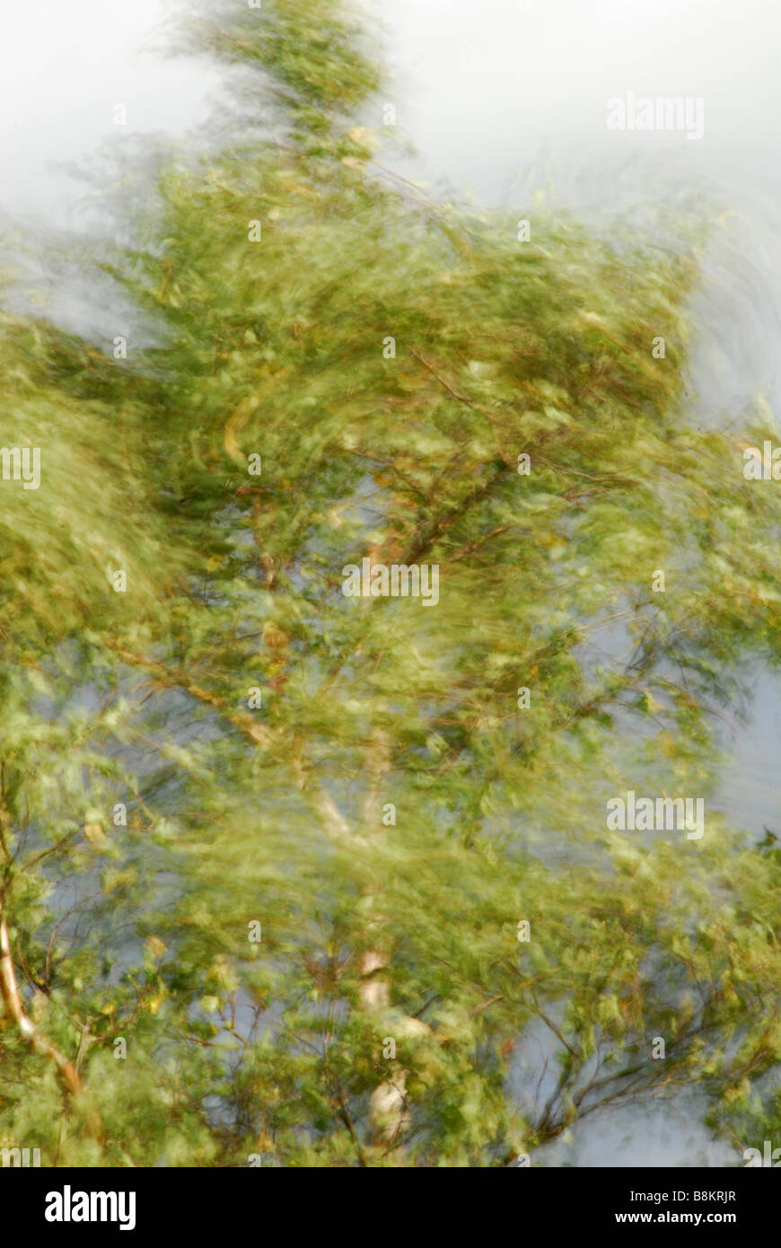 Il vento soffia a rami di alberi di circa Foto Stock