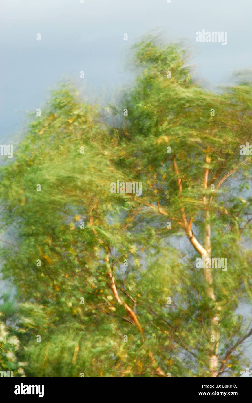 Il vento soffia a rami di alberi di circa Foto Stock