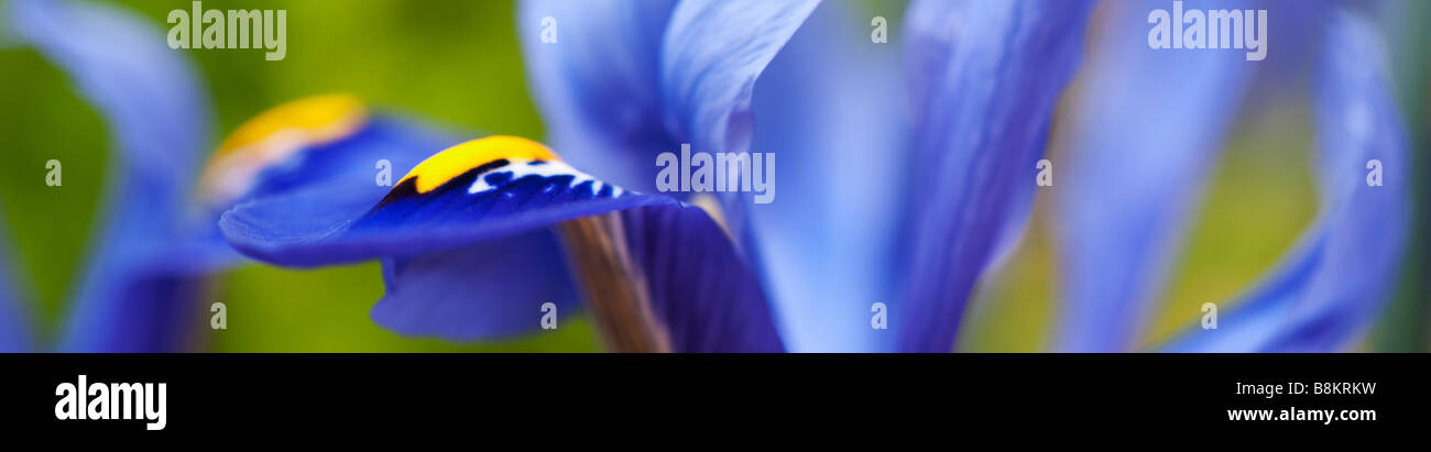 Iris reticulata "Armonia" petali di fiore vista panoramica Foto Stock