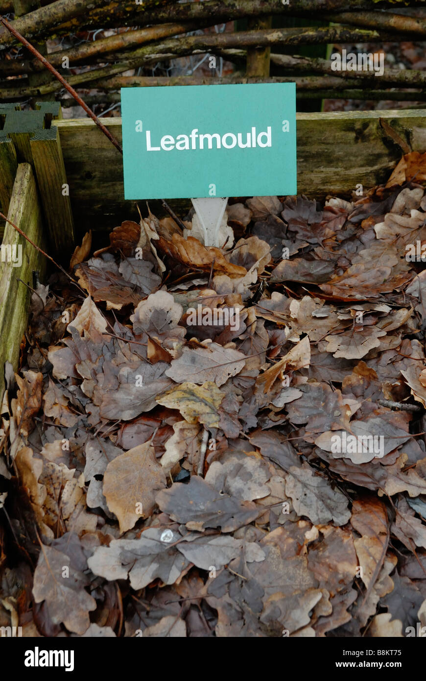 Leafmold in un compost bin Foto Stock