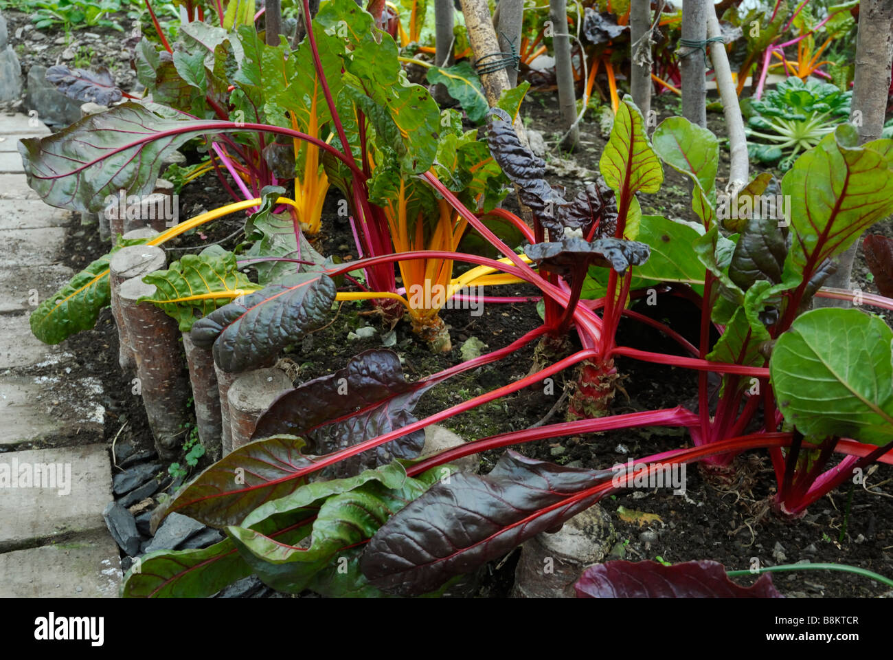 Beta vulgaris Rainbow Chard in un polytunnel riscaldata in inverno Foto Stock