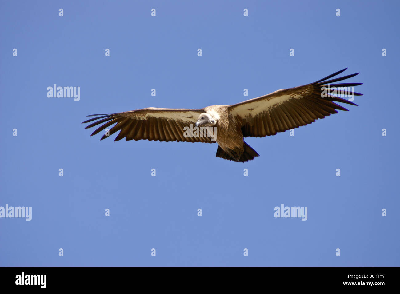 White-backed vulture battenti, Kenya Foto Stock