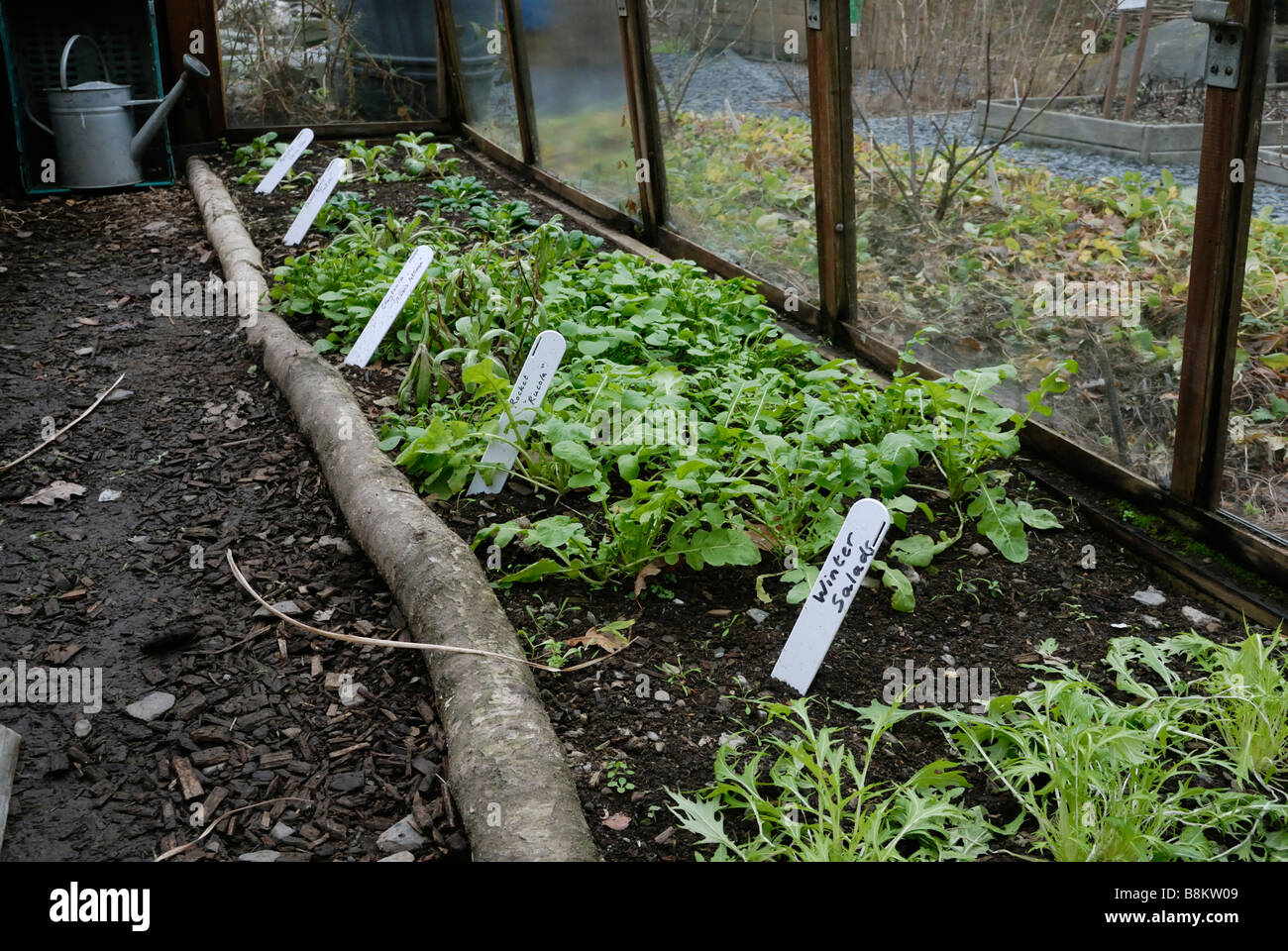 Insalata invernale in crescita in una serra presso il Centre for Alternative Technology, Machynlleth, Galles. Foto Stock