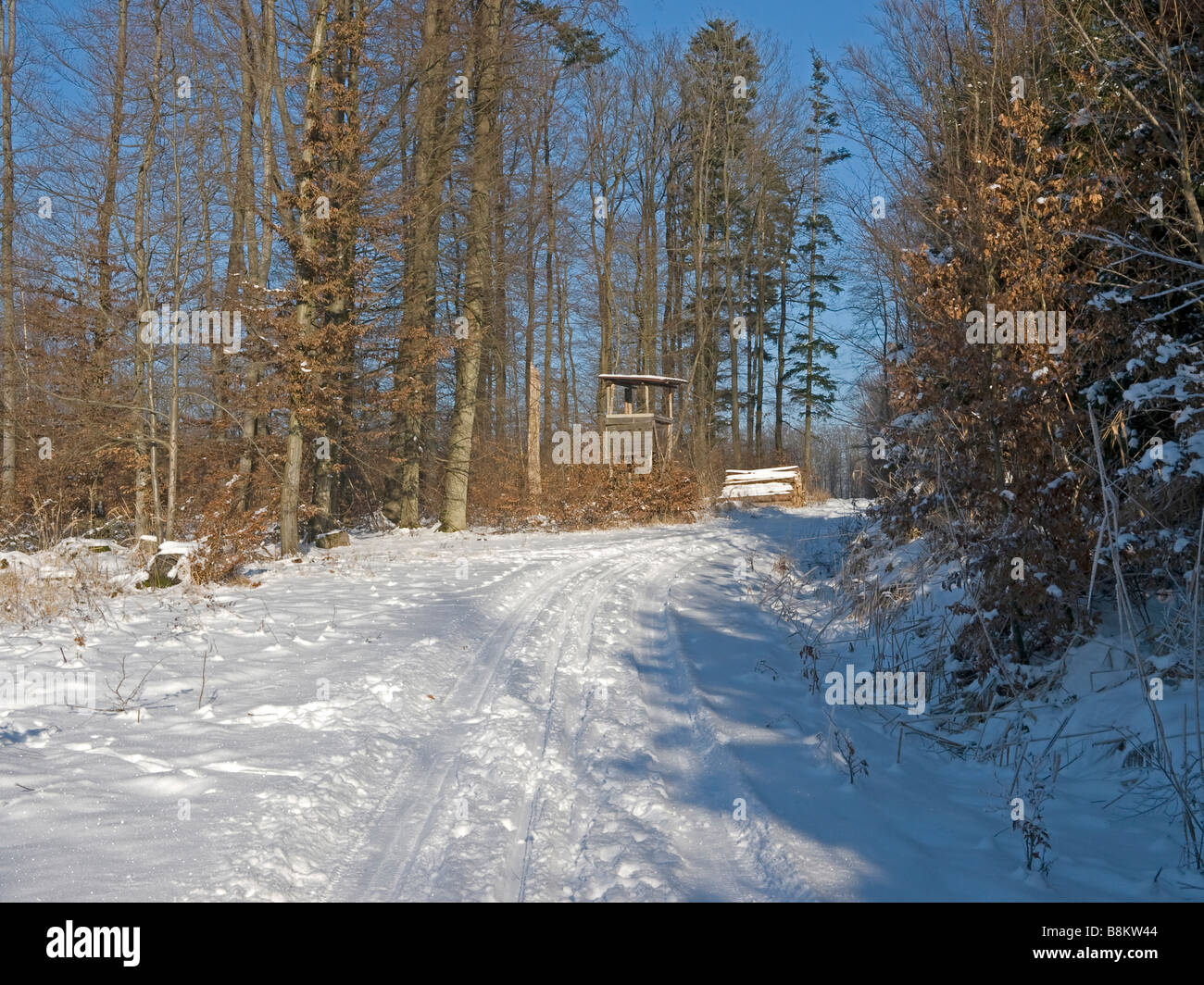 Modo con tanta neve nella foresta in background le riprese di stand Foto Stock