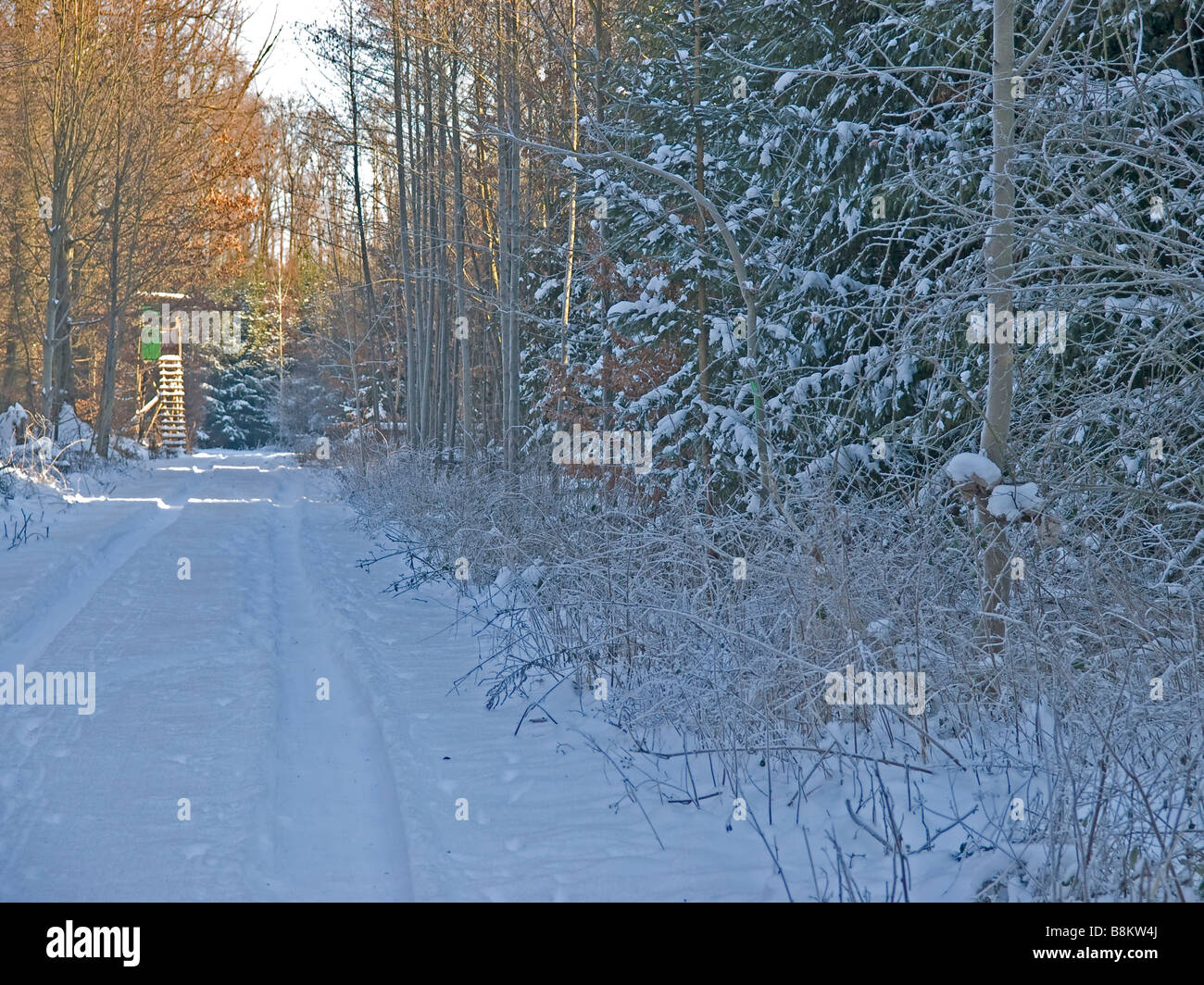 Modo con tanta neve nella foresta in background le riprese di stand Foto Stock