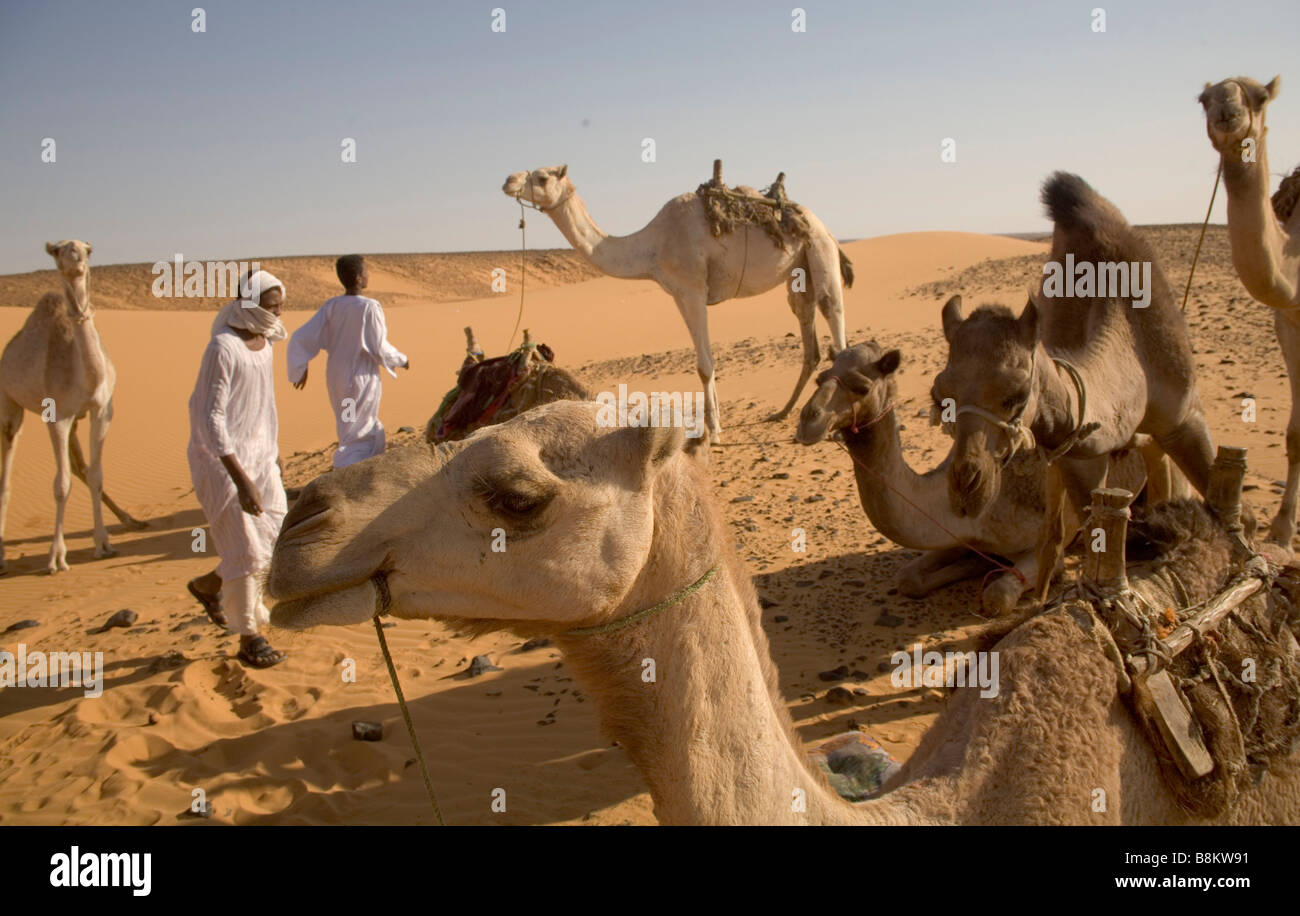I beduini e i loro cammelli vicino a Banganarti, Old Dongola regione, la Nubia, Sudan, Africa Foto Stock