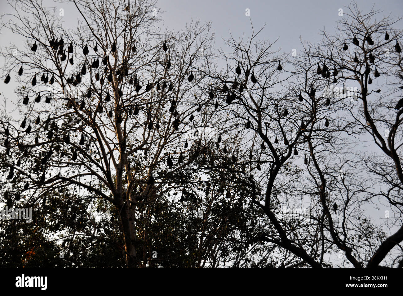 Vola fox( Bat ) sull'albero Foto Stock