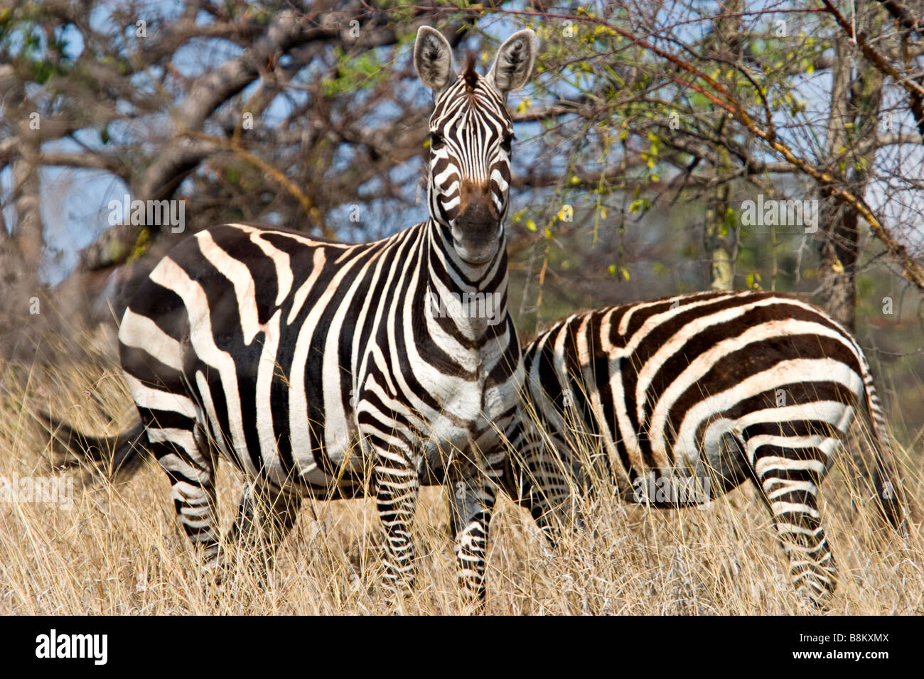 La Burchell zebra a Nechisar National Park, Etiopia, Africa Foto Stock
