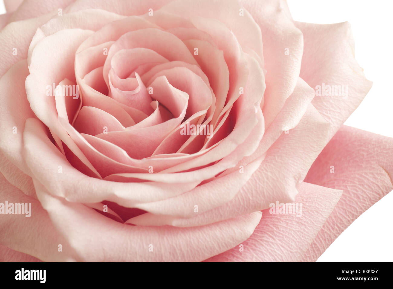 Rosa rosa closeup su sfondo bianco Foto Stock