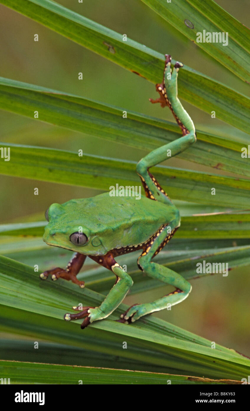 Foglia (Rana Phyllomedusa) foresta pluviale tropicale - Perù - Ha tossici secrezioni della pelle - bicolore Foto Stock