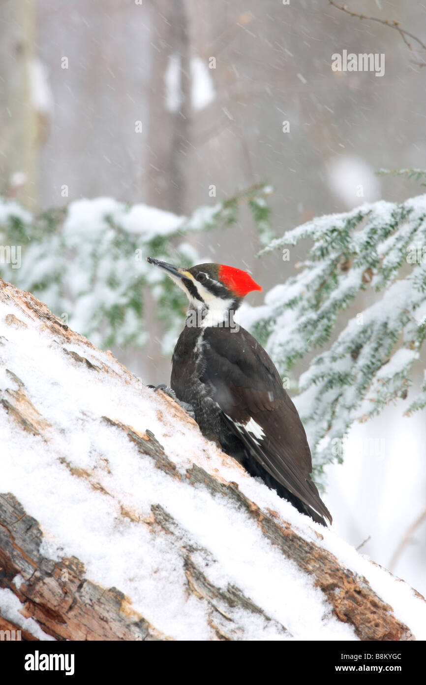 Femmina Picchio Pileated in Snow - Verticale Foto Stock