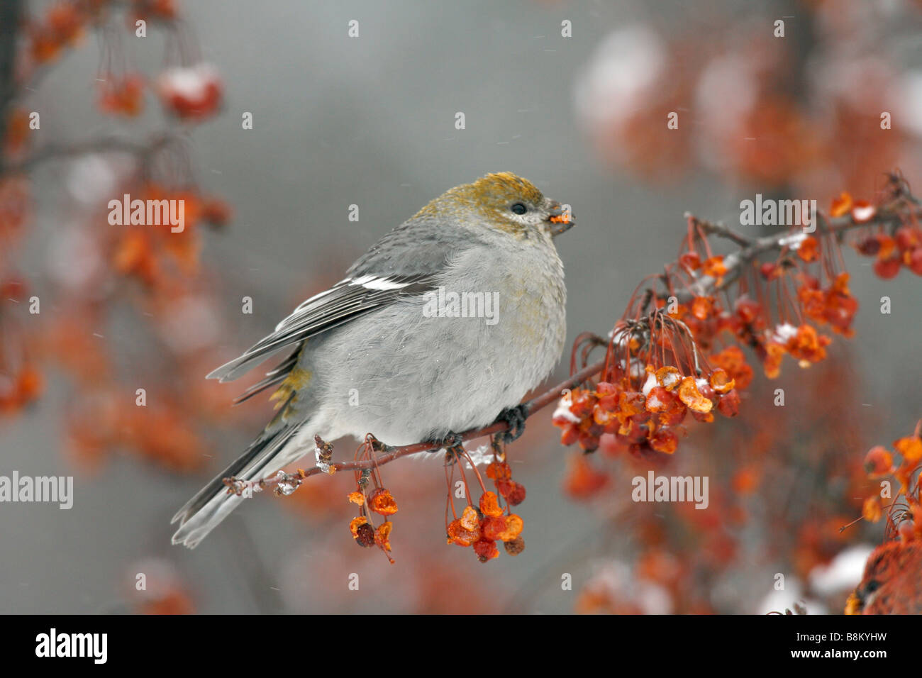 Pino femmina Grosbeak Crabapple mangiare i frutti di bosco in neve Foto Stock