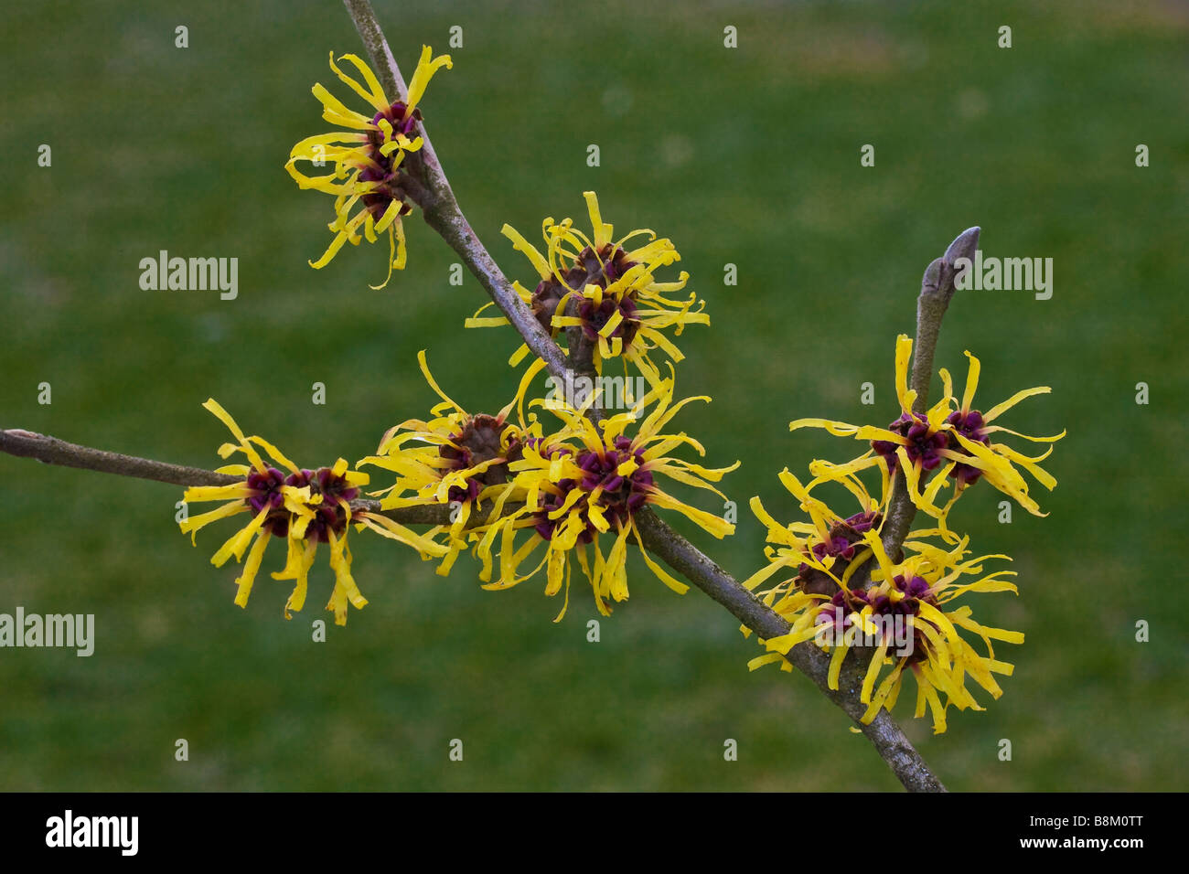 Un ramo di amamelide arbusto che mostra 7 fiori di colore giallo e rosso scuro dei centri con uno sfondo verde Foto Stock