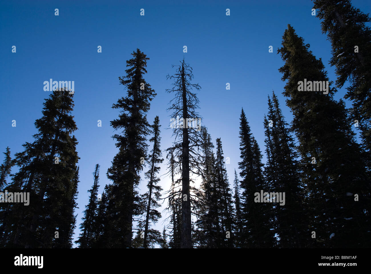 Il sorgere del sole attraverso gli alberi di pino al vertice di prua nel Parco Nazionale di Banff, Alberta, Canada. Foto Stock