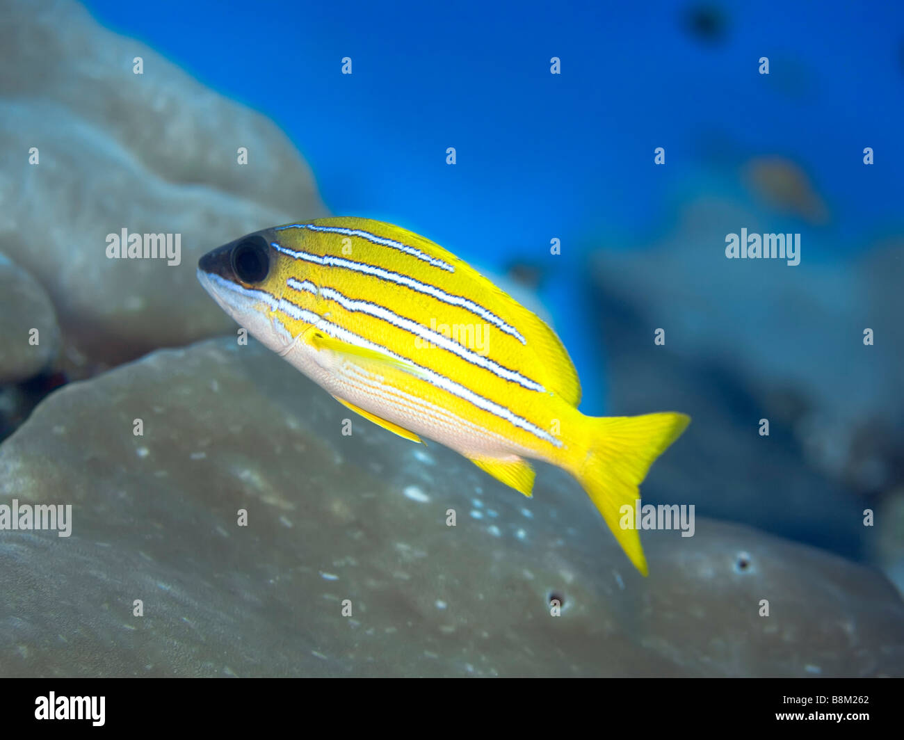 Pesce tropicale Bluestripe Snapper Lutjanus kasmira Maldive oceano Indiano atollo di Addu Foto Stock