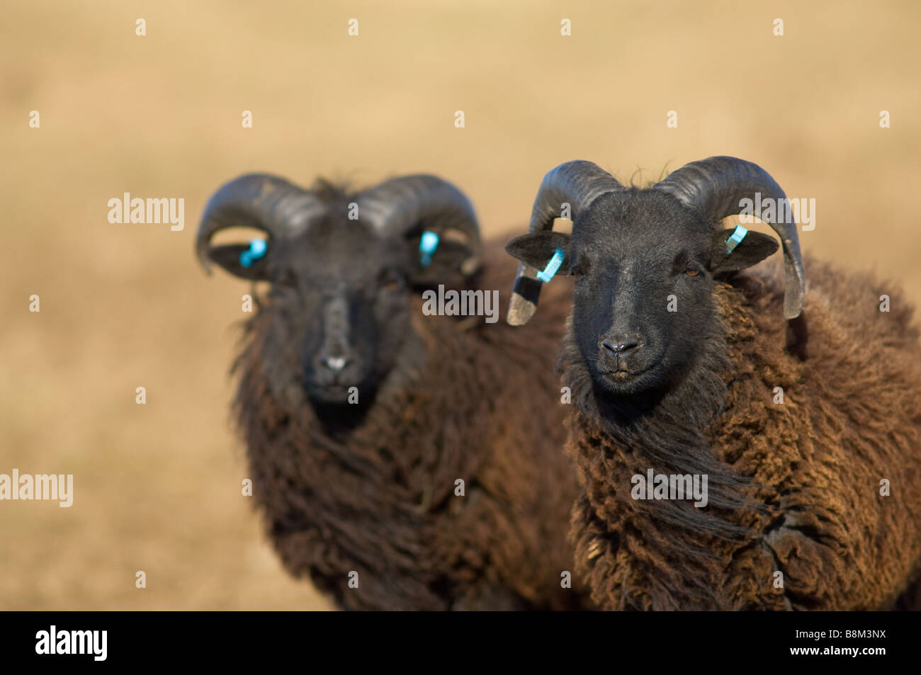Maschio, Ram o Buck pecore delle Ebridi Foto Stock