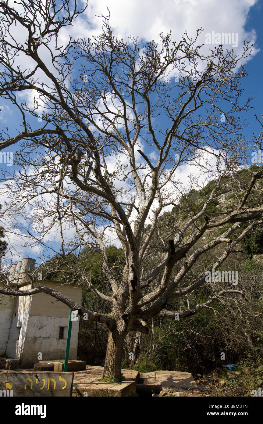 Ein Yakim in Nahal Amud e l'inglese Walnut Tree Foto Stock