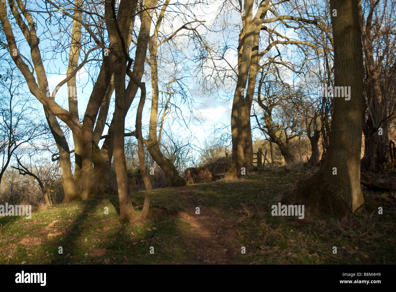 Alberi illuminati dal sole di primavera in una selvaggia orchard a Tenbury Wells. Foto Stock