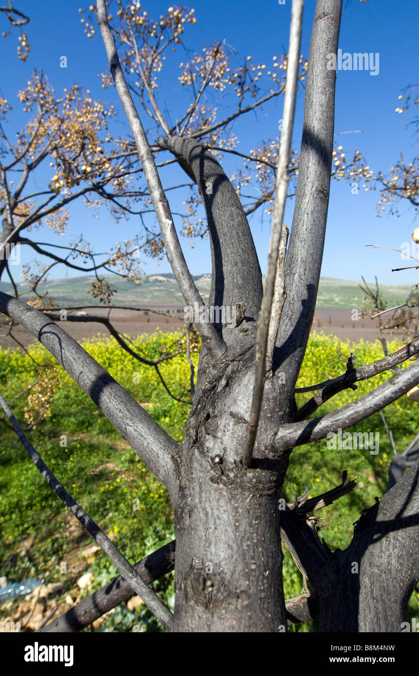 Paesaggio in Ramot Naftali Foto Stock