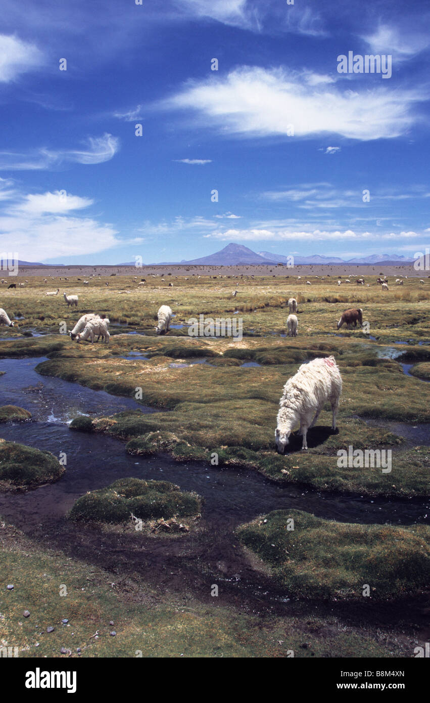 Llama (Lama glama) di pascolare su bofedales dal fiume Isluga, Cariquima vulcano in background, Isluga Parco Nazionale del Cile Foto Stock