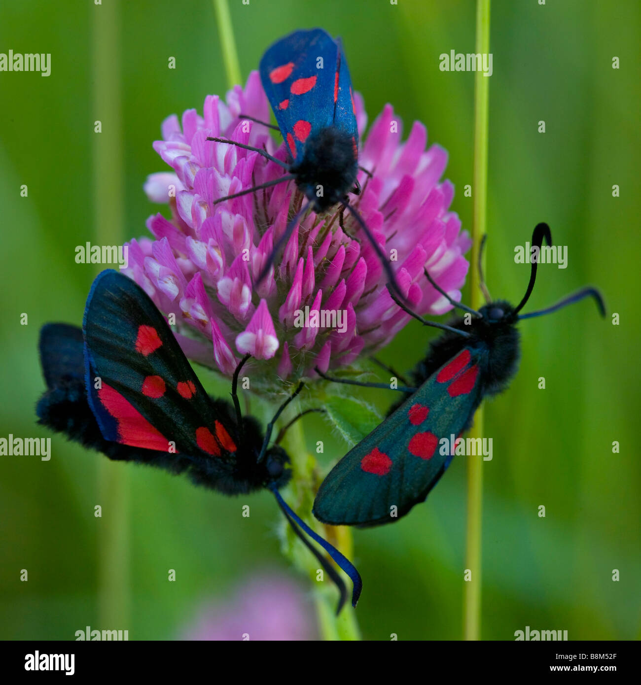 Immagine macro di tre Burnett falene sul trifoglio fioritura. Foto Stock