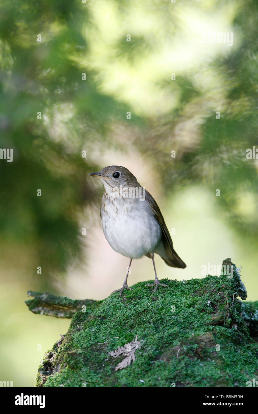 Veery arroccato su Moss registro coperto - Verticale Foto Stock
