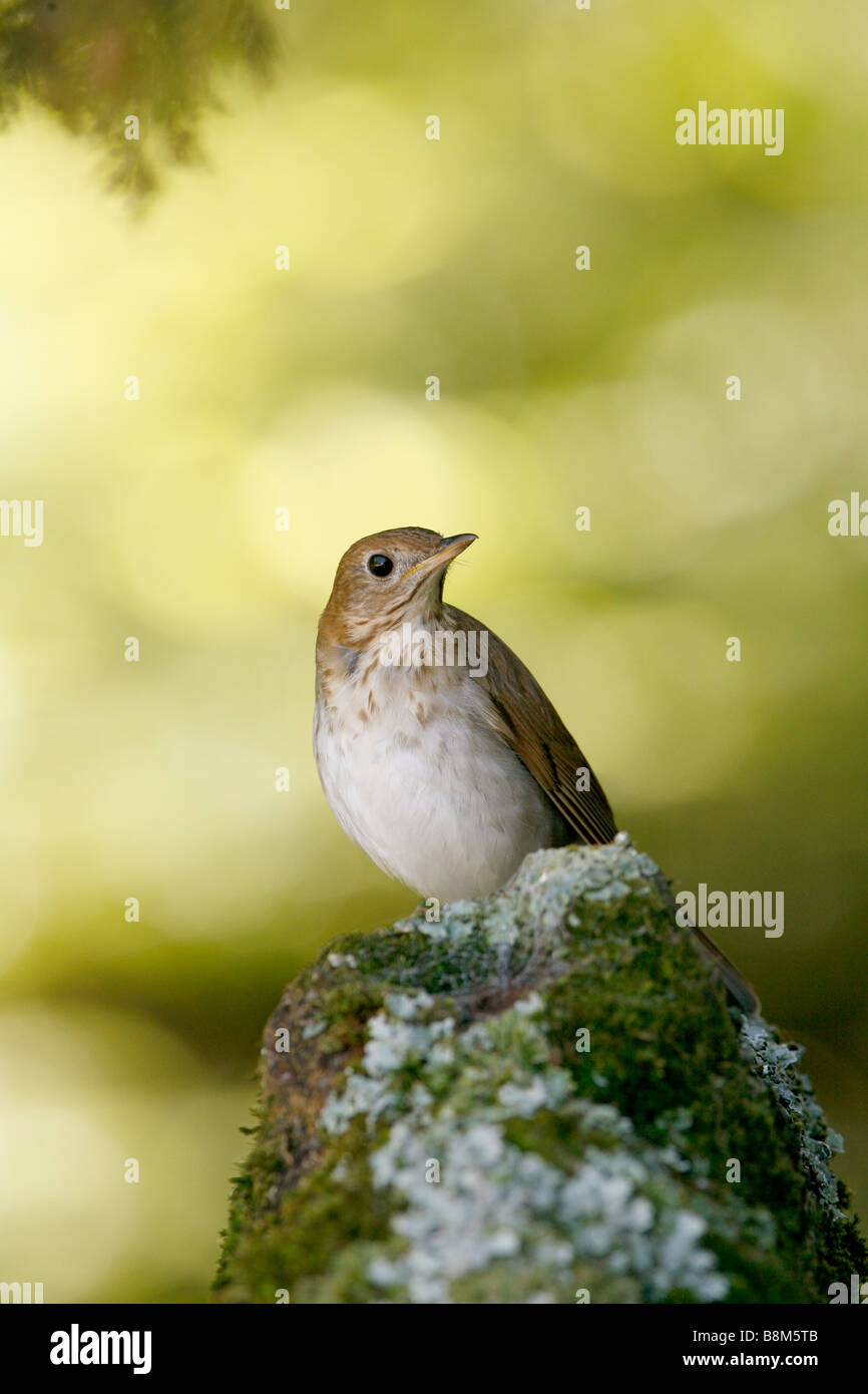 Veery appollaiato sul ramo di lichene - Verticale Foto Stock