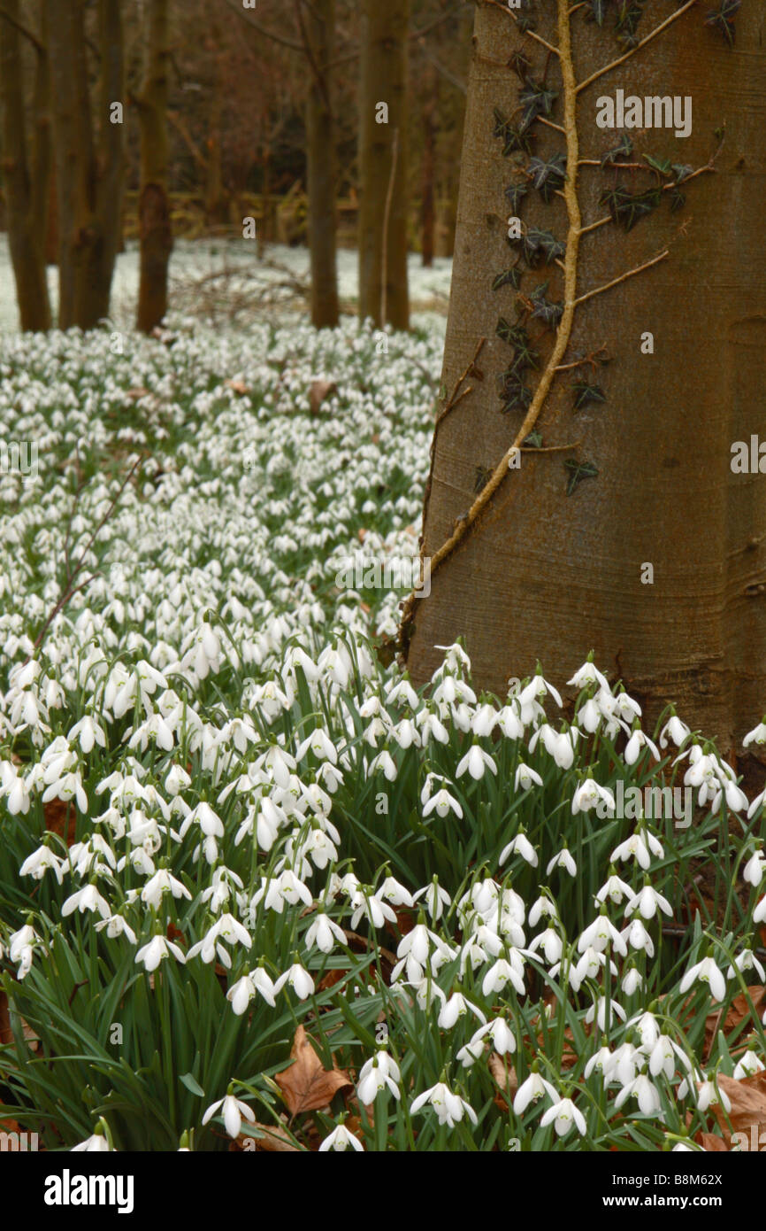 Snowdrops (Galanthus nivalis) cresce in una foresta di faggio in Welford Park, Berkshire, Regno Unito Foto Stock