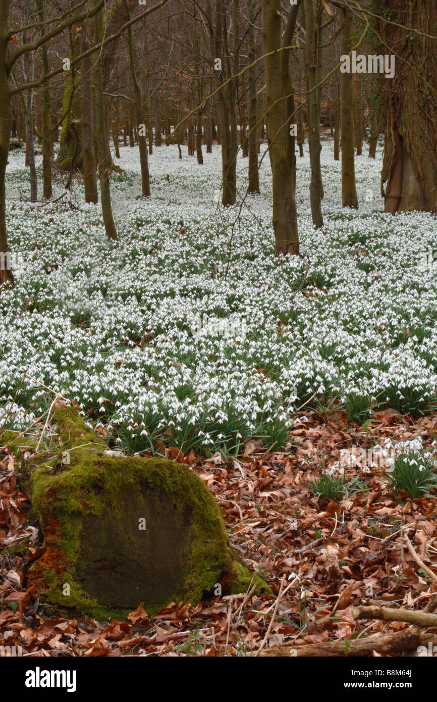 Snowdrops (Galanthus nivalis) cresce in una foresta di faggio in Welford Park, Berkshire, Regno Unito Foto Stock