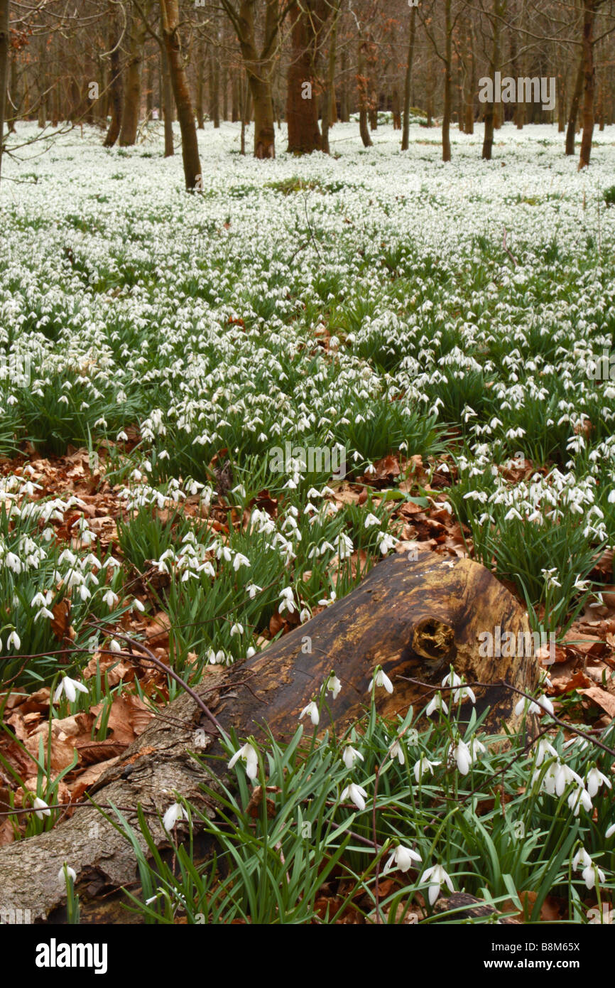 Snowdrops (Galanthus nivalis) cresce in una foresta di faggio in Welford Park, Berkshire, Regno Unito Foto Stock