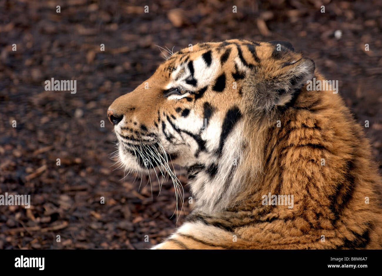 Siberian tigre di Amur Foto Stock