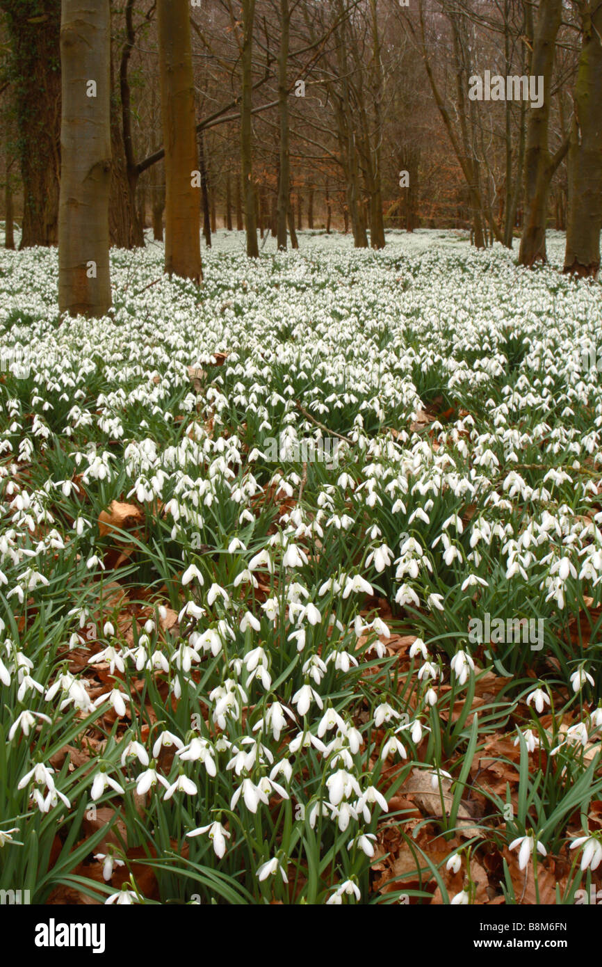 Snowdrops (Galanthus nivalis) cresce in una foresta di faggio in Welford Park, Berkshire, Regno Unito Foto Stock