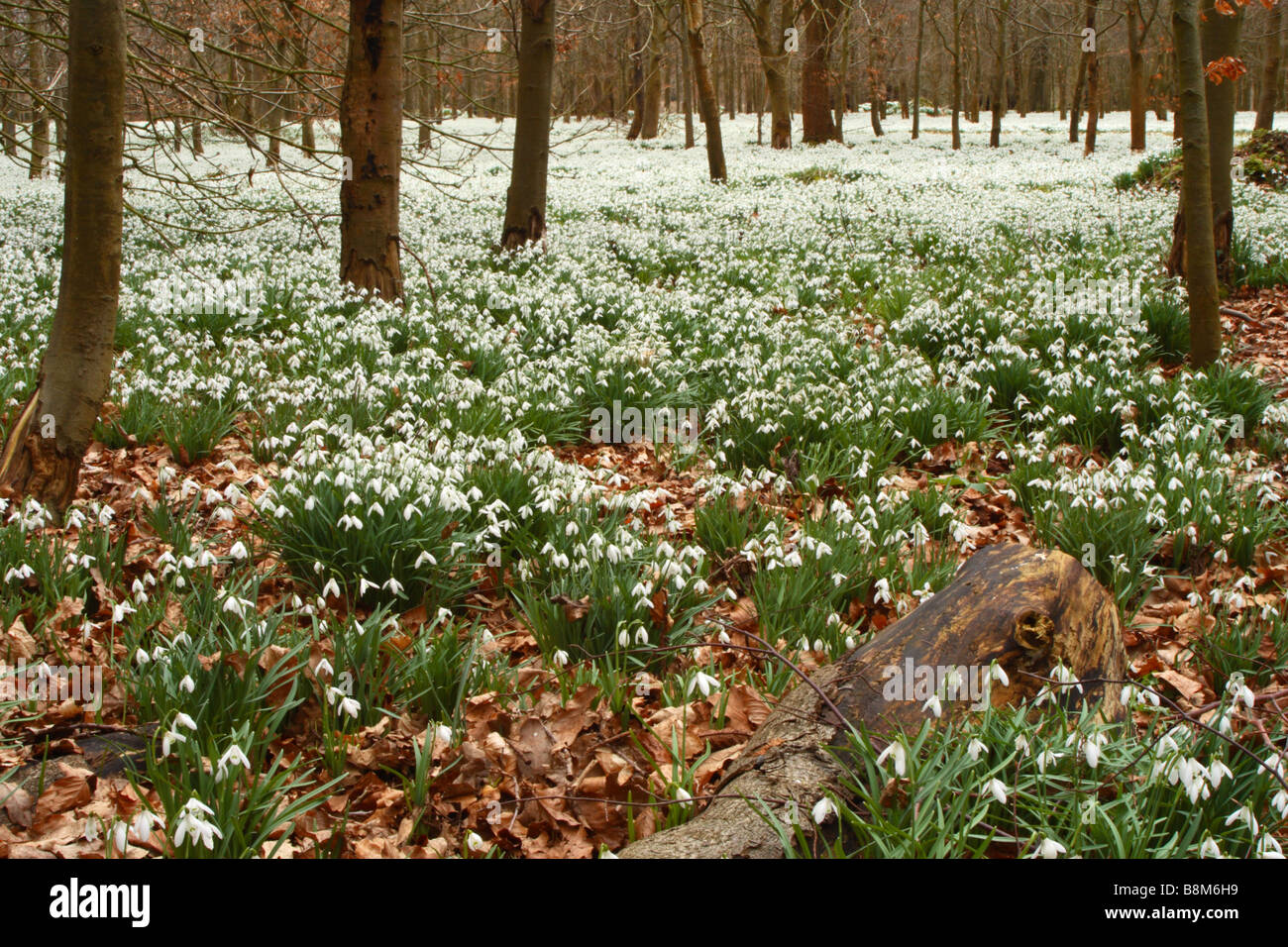 Snowdrops (Galanthus nivalis) cresce in una foresta di faggio in Welford Park, Berkshire, Regno Unito Foto Stock