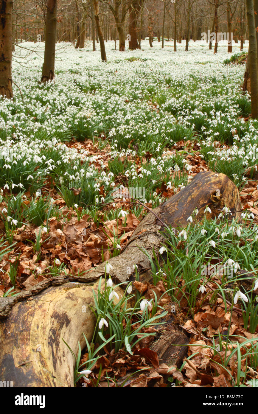 Snowdrops (Galanthus nivalis) cresce in una foresta di faggio in Welford Park, Berkshire, Regno Unito Foto Stock