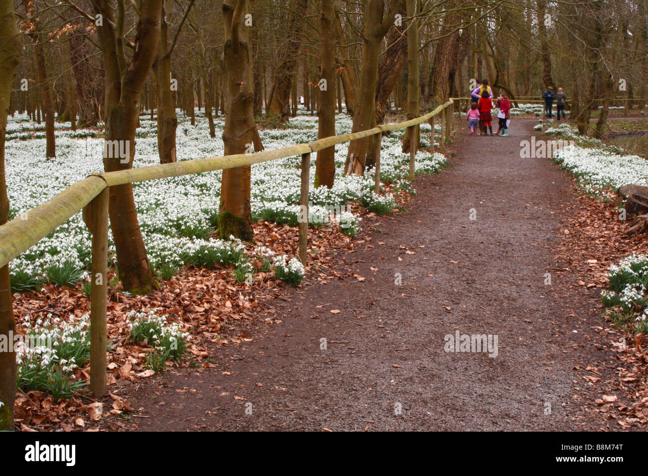 Snowdrops (Galanthus nivalis) cresce in una foresta di faggio in Welford Park, Berkshire, Regno Unito Foto Stock