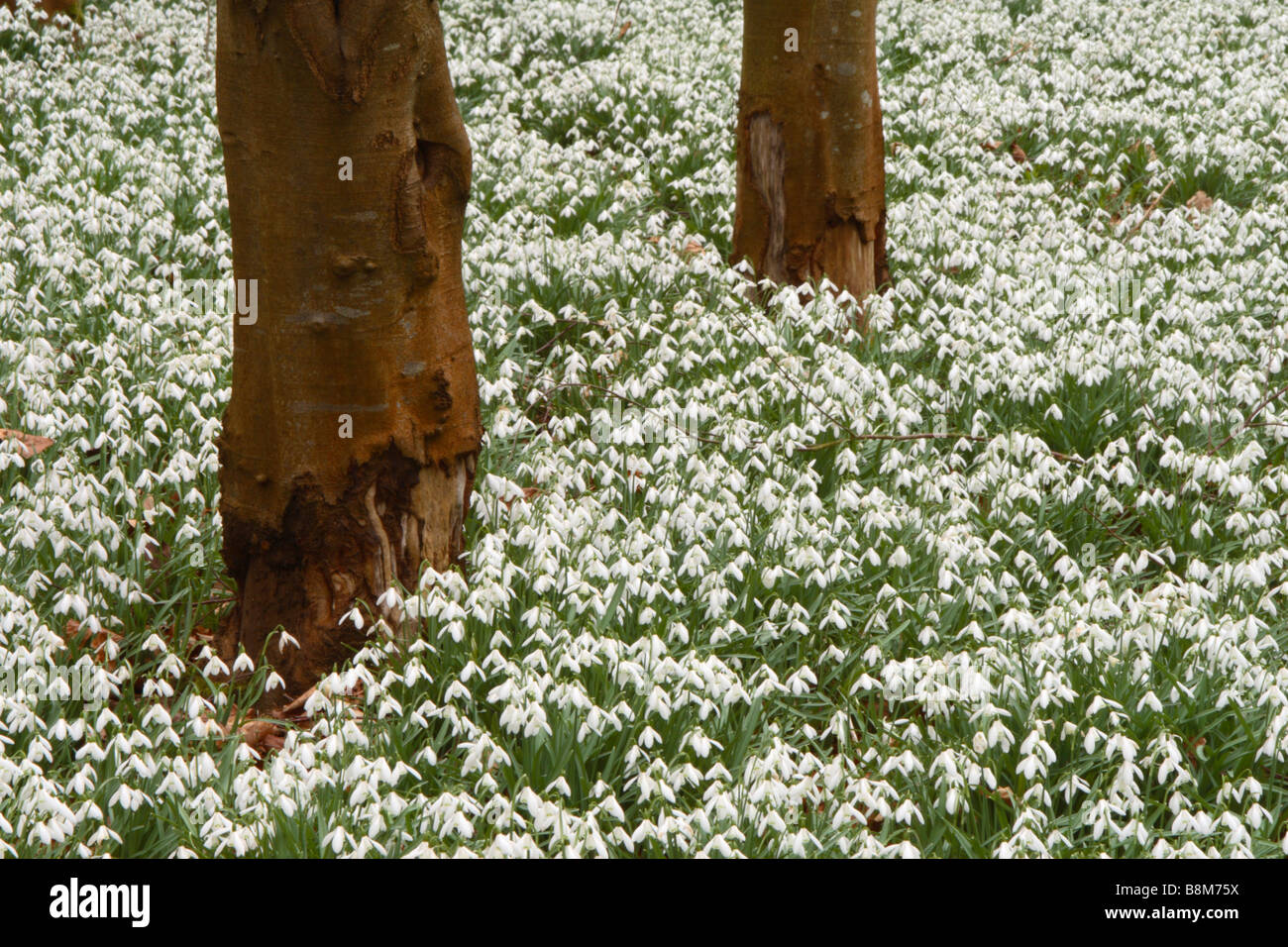 Snowdrops (Galanthus nivalis) cresce in una foresta di faggio in Welford Park, Berkshire, Regno Unito Foto Stock