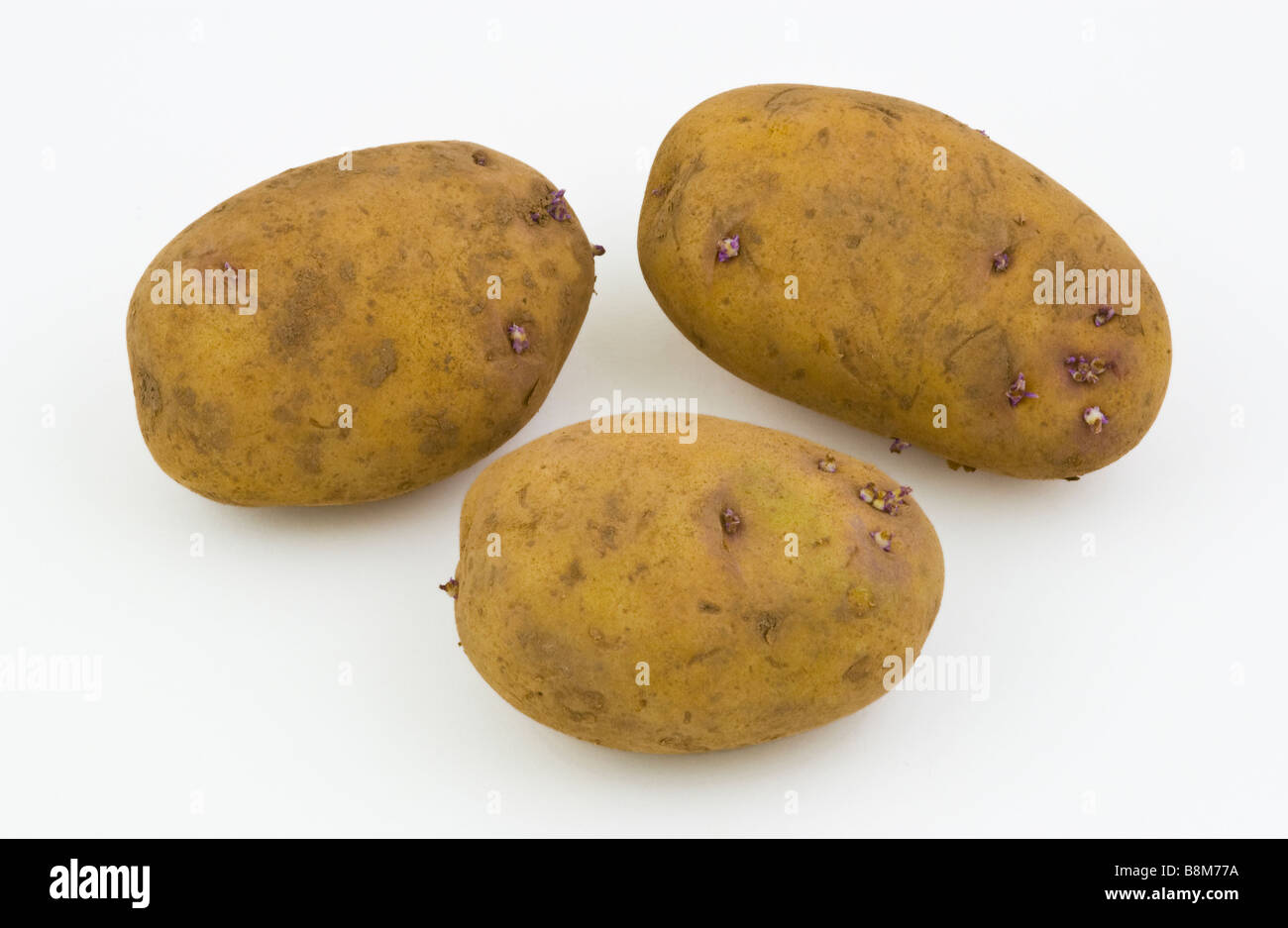 Il Gheppio 2a inizio tuberi seme di patate Foto Stock