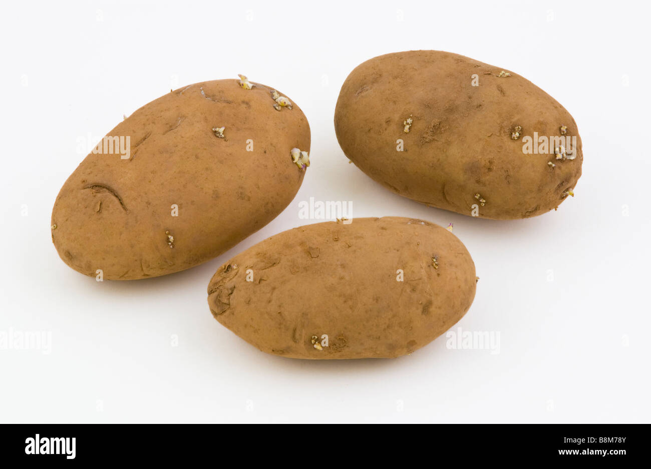 HOME GUARD 1 primi tuberi seme di patate Foto Stock