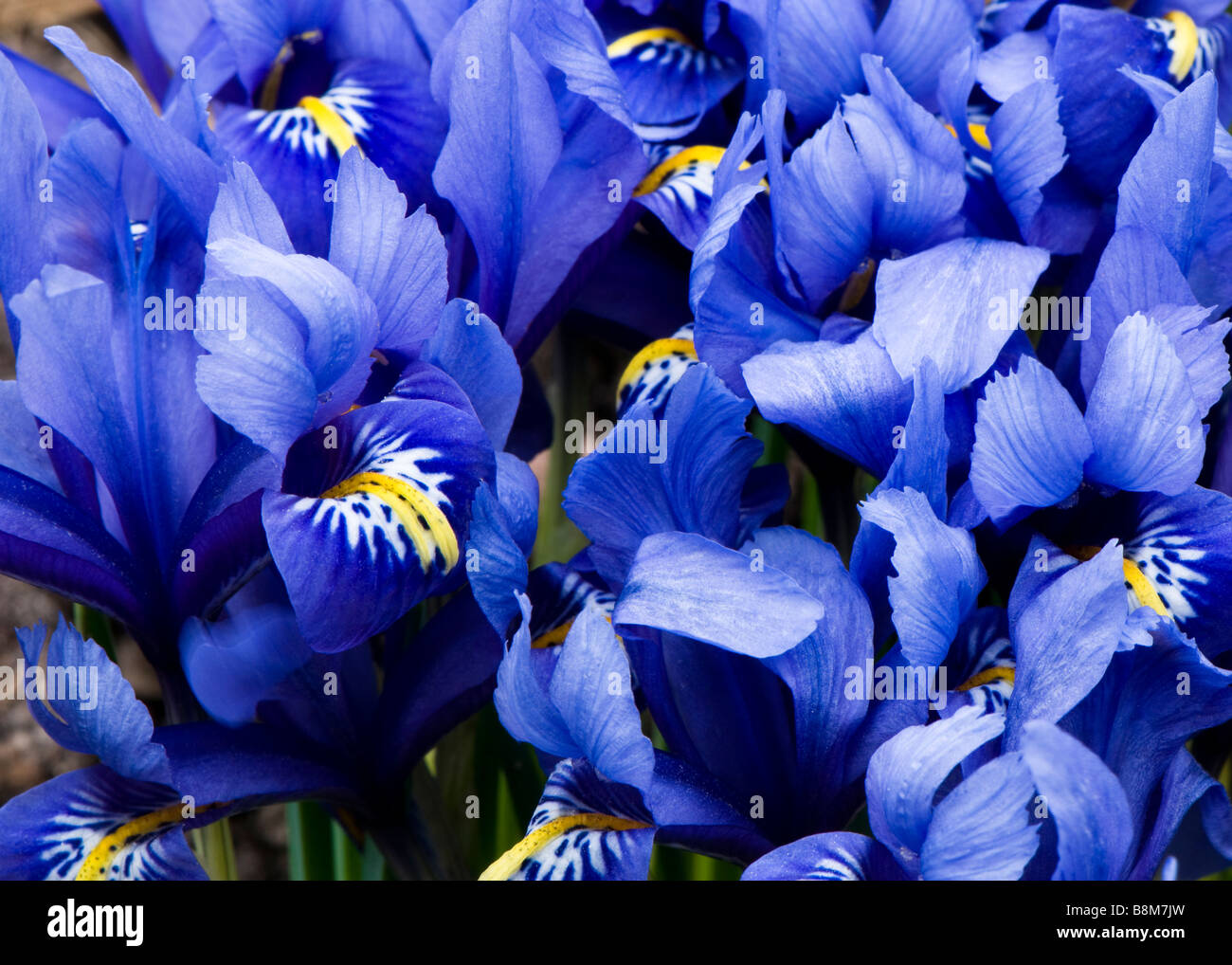 Chiudere il gruppo di blu Iris reticulata Foto Stock